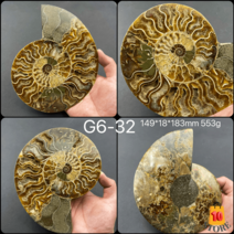 루페우스 암모나이트 천연 진품화석 이색수집품 표본, G5-32