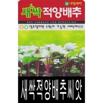 보람농자재 새싹적양배추 씨앗 [30g/300g], 300g