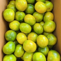 [예약] 첫 출하 효돈 노지귤 극조생, 상품 5kg(로얄), 1개