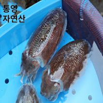 [오후 2시까지 당일 출고] 살아있는 활 봄 갑오징어 생물 1kg 오후 2시 까지 당일발송 통영 앞바다에서 자란 싱싱한 회감 활갑오징어 빙장 탱탱한 식감, 활 갑오징어 1kg