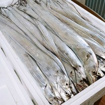남해안 생물 갈치 1.2kg 4미 당일조업 발송, 먹갈치4미(3지 내외 1.2kg내외)