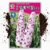 알록이찰 옥수수씨앗 (80립)