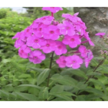 보람농자재 프록스모종, 포트묘*7개, 1개