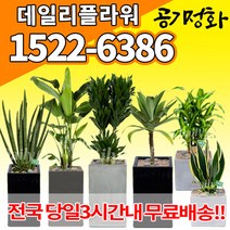실내공기정화식물 미세먼지 공기청정 키우기쉬운식물 플랜테리어 식당 개업축하선물 산세베리아 고무나무 안시리움 율마 아가베 아레카야자 승진화분, (선택77)킹벤자민