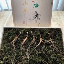 아리랑산양산삼 10년근 10뿌리 고급포장 산삼 산양산삼 산양삼 자연산 산삼 장뇌삼 부모님선물 건강증진 원기회복 자체재배관리 직접채심발송