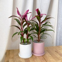 [1+1 SET] 다양한 매력 공기정화식물 키우기쉬운 반려식물 레드비치 도자기 화분, 도자기 핑크, [1+1SET]도자기 블랙+화분받침, 화분받침(2개)