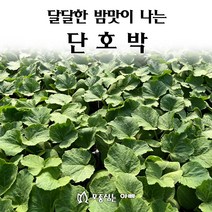 [모종심는아빠] 달달한 밤맛이 나는 단호박, 모종5개
