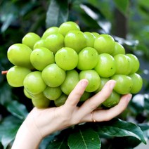 샤인 고당도 망고포도 씨없는 포도 프리미엄 샤인머스캣, 샤인머스켓 1kg (2-3수), 1개