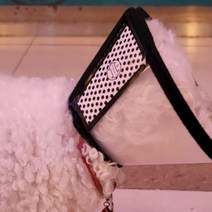 벨크로 고양이 중성화 넥카라 강아지 머리 보호대 목덜미 긁음 방지 동물병원 플라스틱 수술후 깔대기 목카라 넥카나 목 커버 반려묘 찍찍이 상처보호 애견 목에씌우는 반려동물 5호