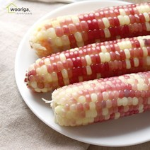 우리가스토리 탱글탱글 홍찰 냉동 삶은 찰옥수수 40개(10~12cm내외), 1박스