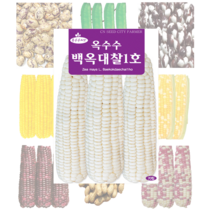 옥수수 콩 씨앗 모음, 초당옥수수 황백 100립