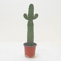 홈가드닝 인테리어식물 소 만세선인장키우기 6891ps, 예쁜샐빛언덕 본상품선택, 1개
