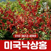 낙상홍 낙상홍 60m 1주 도시농부