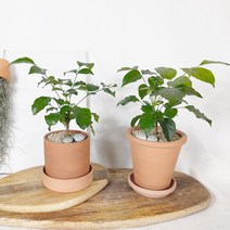 [토분 set] 키우기 쉬운 실내공기정화식물 반려식물 녹보수, 플라워 토분