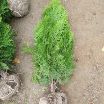 사철나무(키60cm) 10주