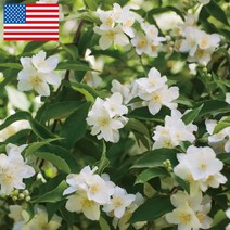 프래그런스오일 미국향 쟈스민, 1개, 100ml