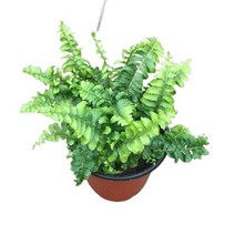 그린플랜트 공기정화식물 보스톤고사리 1+1