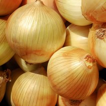 [산정] 맛있는 무안 햇 양파, 국내산 햇 양파(대) 5kg