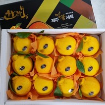 [선물포장] 명품 선물용 가정용 한라봉 천혜향 레드향 3kg (7과~14과), 1. 정성가득 한라봉 3kg