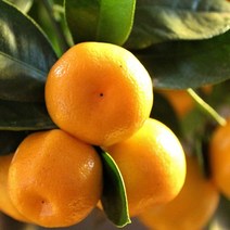 [특등급] 감귤1KG 밀감 귤 제주밀감 제주귤 귤 감귤 제주감귤체험 타이벡감귤 감귤체험 제주도귤체험 타이백감귤 비가림귤 제주귤 제주귤체험 귤따기체험 제주, 1KG