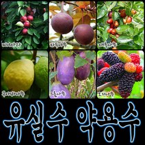 순희농장 대봉 모과 매실 홍도화 오디 구아바 오미자 포도 아로니아 칼슘 비파 보리수, 앵두포트, 1개