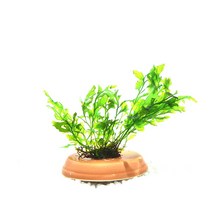 수초-볼비티스 항아리뚜껑 활착-어항 수족관 수중식물/헬로아쿠아