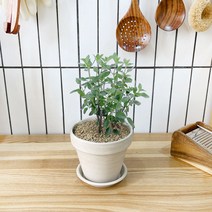 1+1 체리세이지 키친허브 화분 세트 타임 바질 베란다 텃밭 허브 키우기, H13.체리세이지, H10.페파민트