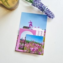 보라유채팩