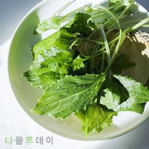 나물투데이 생 취나물 1kg 1개 국내산 취나물