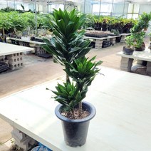콤팩타(대) 드라세나 미세먼지 제거 공기 정화 식물