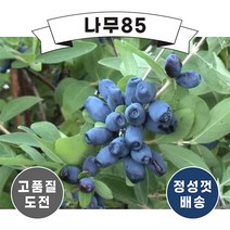 (나무85) 하니베리 5치 포트