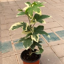 애기팔손이 소품 공기정화식물 식집사 실내화분, 단품, 1개