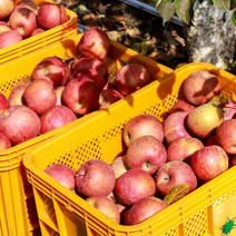 [산지직송] 경북 의성 사과 5kg(24∼26과)