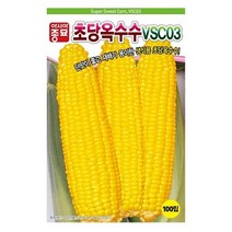 초당옥수수 100립 옥수수 종자 씨앗 고당도 과일맛 나는 아삭한 옥수수, 초당옥수수 씨앗 100립