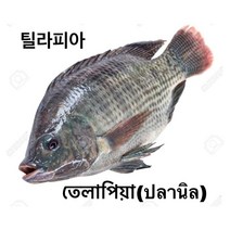 S.N. FOOD FROZEN BLACK TILAPIA(냉동 틸라피아)방글라데시 미얀마 생선 800G UP/1마리, 800G UP, 냉동제품 24시안으로 반품가능