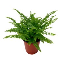 팡팡플랜트 실내 공기정화식물, 1개, 보스턴고사리(10cm)