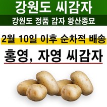 홍영 자영 씨감자 강원도 왕산종묘 3kg 10kg 홍색 자색 씨감자 감자 수미 대서 4색감자, 홍영씨감자 3kg