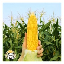 꿀달달 제주 초당옥수수 5개입 (중품 10cm이상)