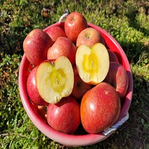 미스터 껍질째먹는 꿀사과 부사 가정용 흠집사과 못난이사과 5kg 10kg, 8. 중소과 10kg (36-41과)