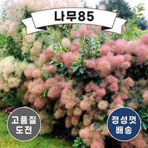 (나무85) 자엽안개나무 2종 (로얄퍼플/영레이디), 2.로얄퍼플 R3 내외 분, 1개