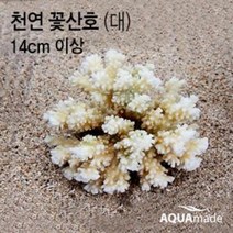 천연 꽃산호(대) 14cm 이상 / 아쿠아메이드