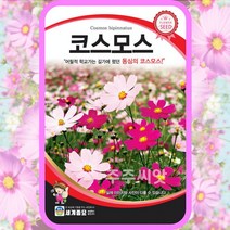 코스모스씨앗 500립 꽃씨 몰 종자 홈가드닝 cosmos seeds 꽃씨앗, 1개