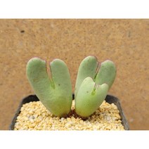 빌로붐-1197 코노피튬 희귀다육 선인장 아프리카농장, 1개