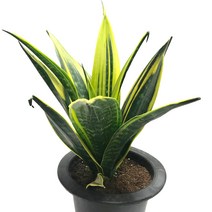 황금산세베리아(중품)-공기정화식물/산세베리아