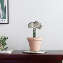 춘봉 선인장_이태리토분SET(3colors)/희귀선인장 유포비아 춘봉철화, 01-춘봉 선인장+아레나토분(받침대 미포함)