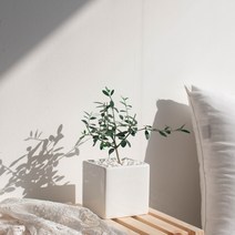 나루플랜트 실내 공기정화식물 화이트화분 공기청정 반려식물 인테리어식물, 1Ea, 올리브
