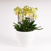 도자기랑나무랑 서양란 승진축하화분 개업난, 주피터 대형