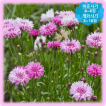 [나은식물원]107.수레국화(핑크) 50립