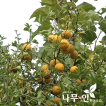 [나무인] 탱자나무묘목 20그루
