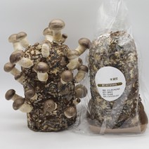 식물재배 체험학습 표고버섯키우기 키트, 고기느타리버섯